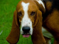 Basset Hound thumbnail
